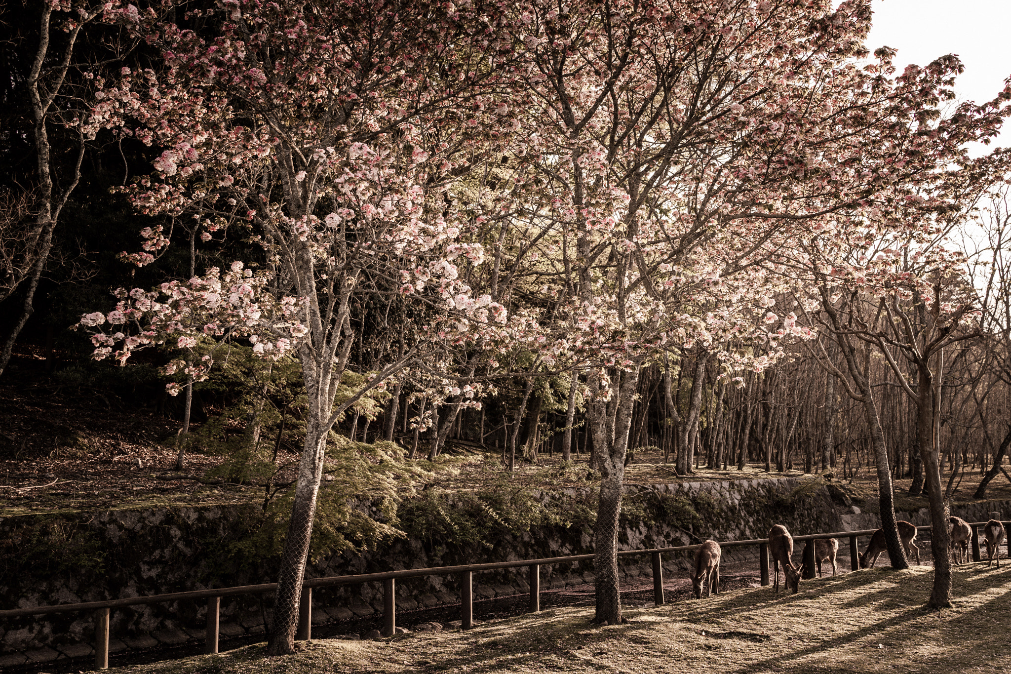 Sony Cyber-shot DSC-RX1R sample photo. Spring sunny day photography