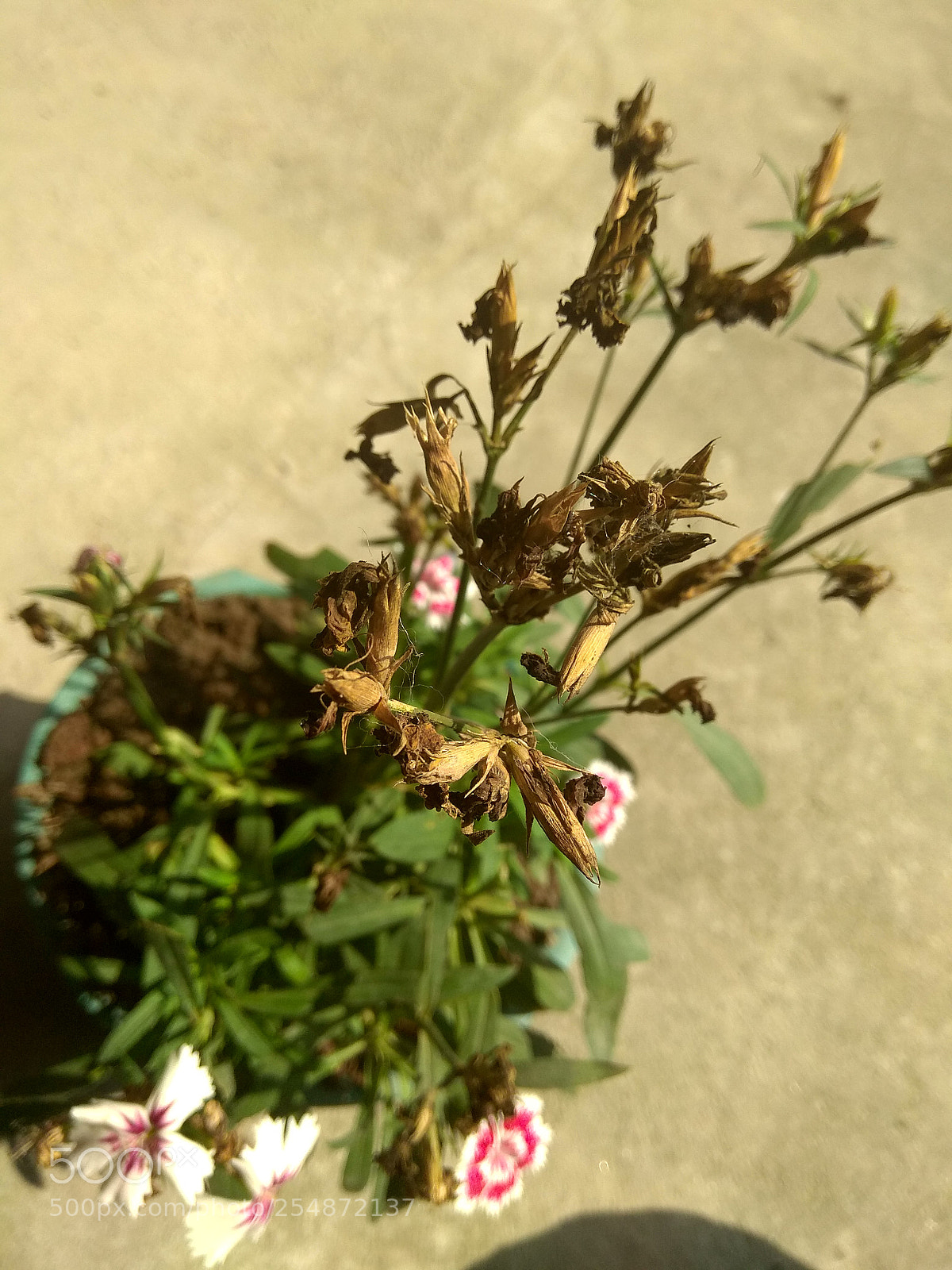 Xiaomi Redmi Note 4 sample photo. Untitled photography