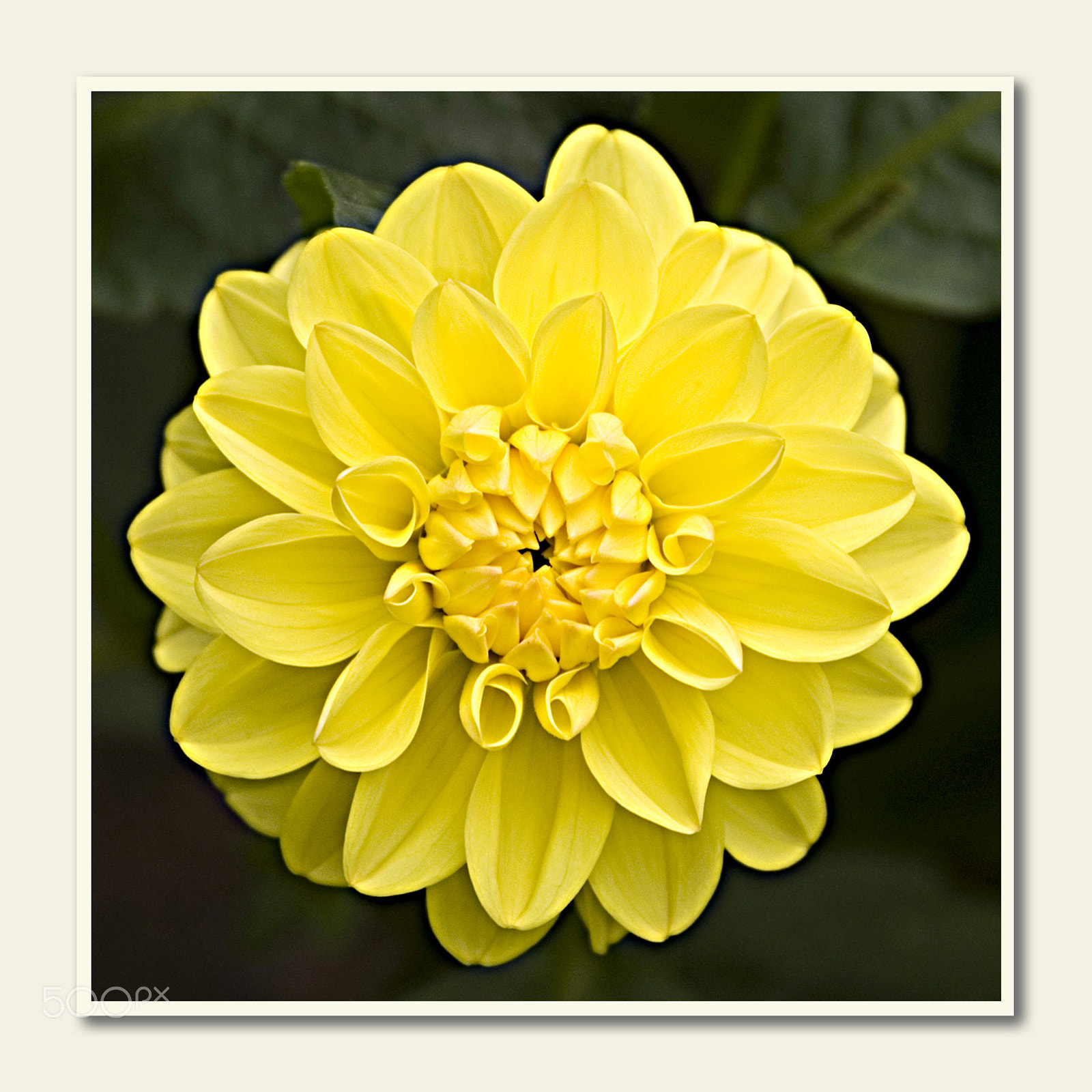 KONICA MINOLTA DYNAX 5D sample photo. Flower ii photography