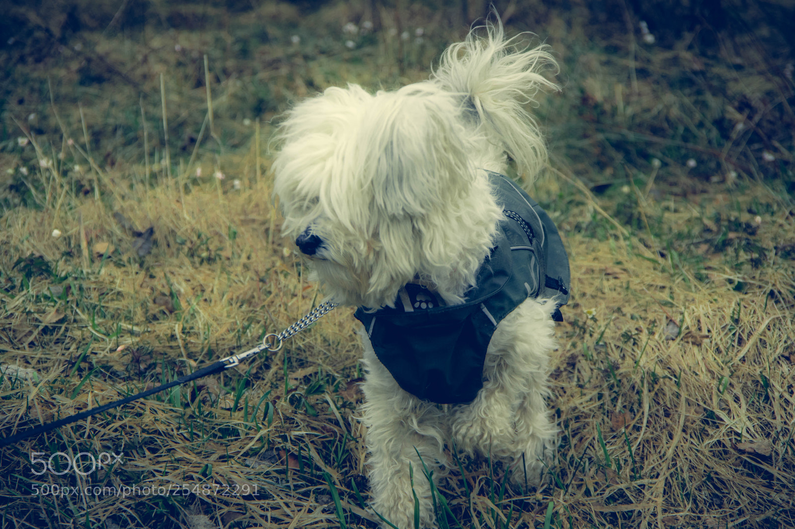 Pentax K-3 II sample photo. My dog. photography