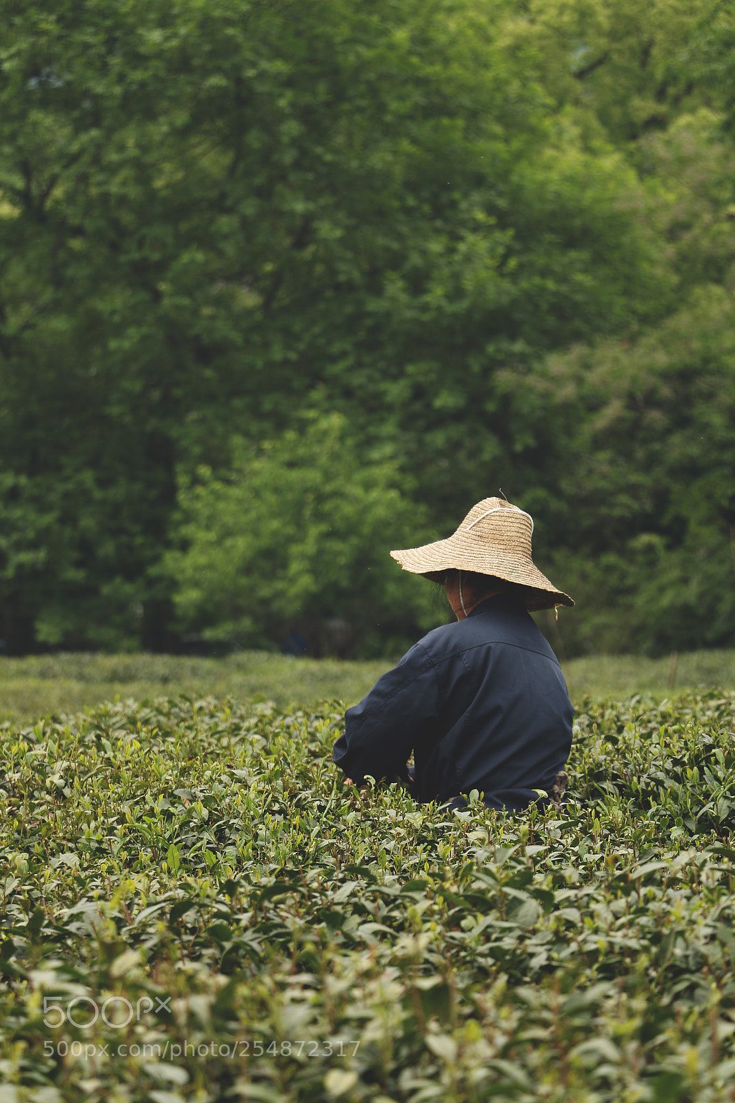 Canon EOS 70D sample photo. Lady tea leaves photography