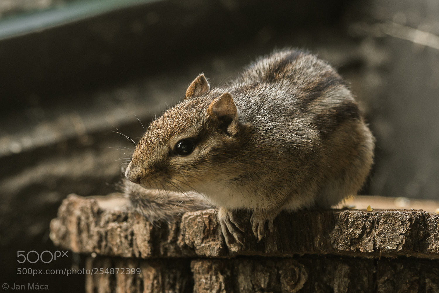 Sony ILCA-77M2 sample photo. Eastern chipmunk photography