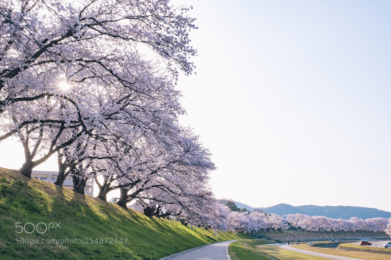 Fujifilm X-H1 sample photo. Sakura photography