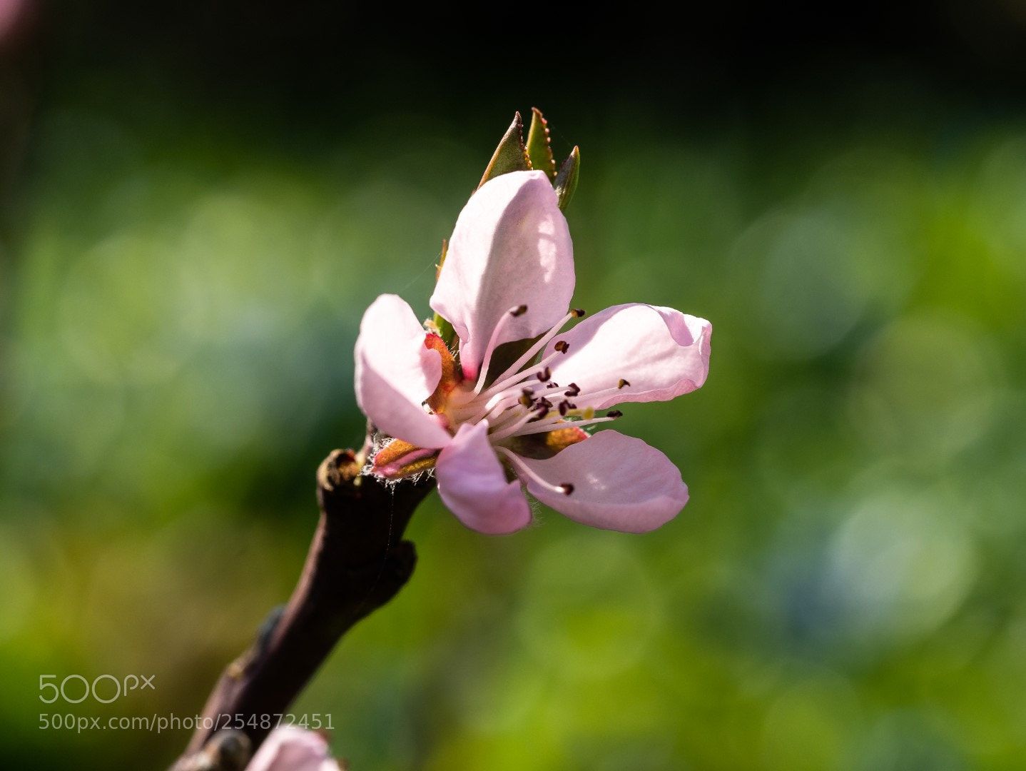 Panasonic Lumix DMC-GX7 sample photo. Peach flower ssp. frost photography