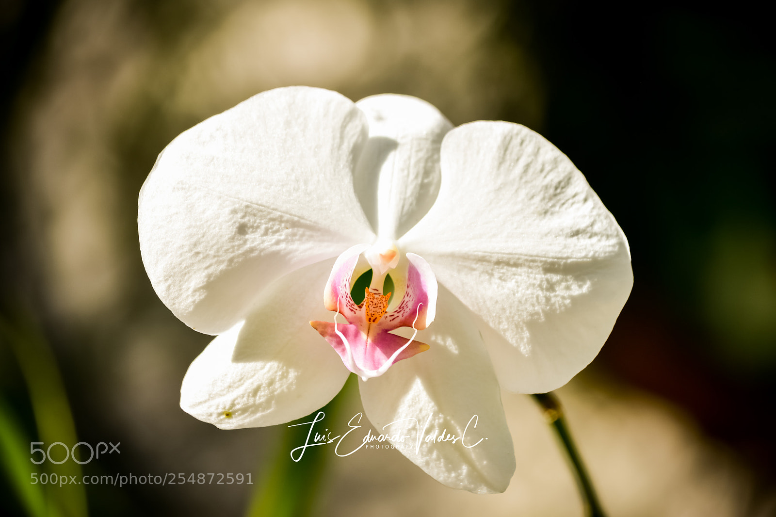 Nikon D7200 sample photo. Catleya! photography