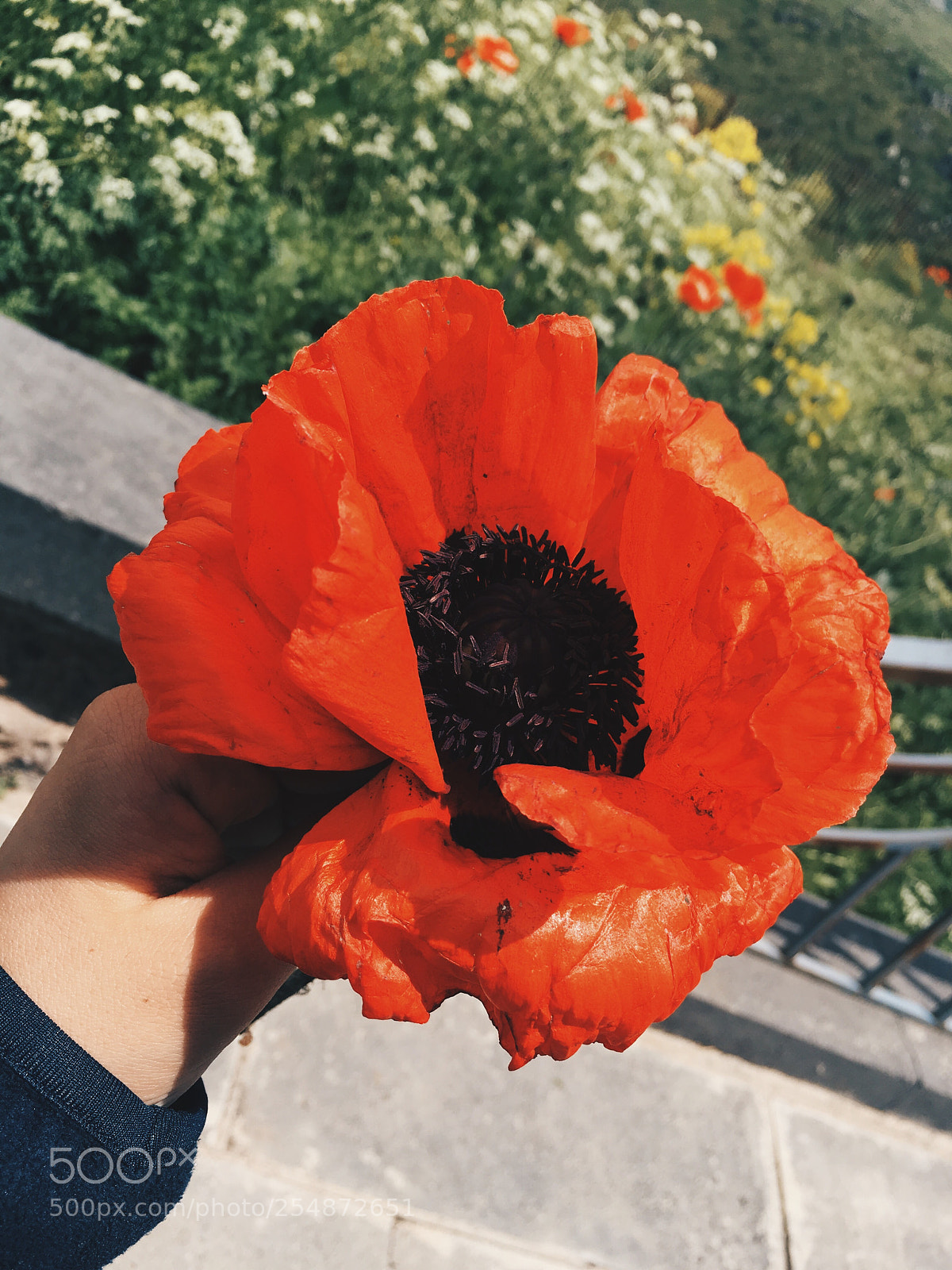 Apple iPhone 6s sample photo. Poppy photography