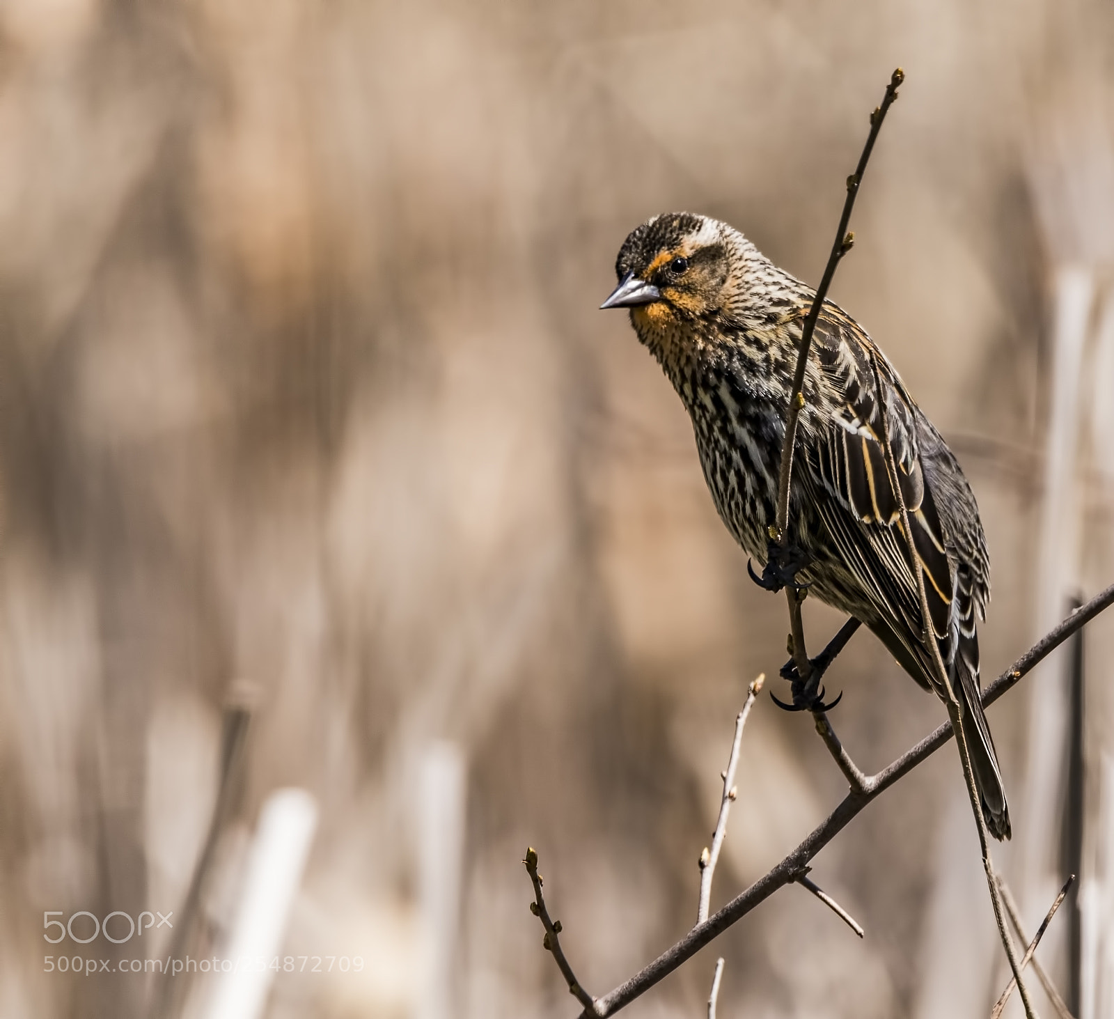 Canon EOS 7D Mark II sample photo. Female red-winged blackbird photography