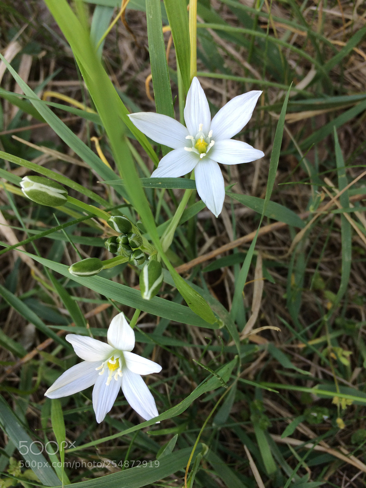 Apple iPhone 5s sample photo. Untitled photography