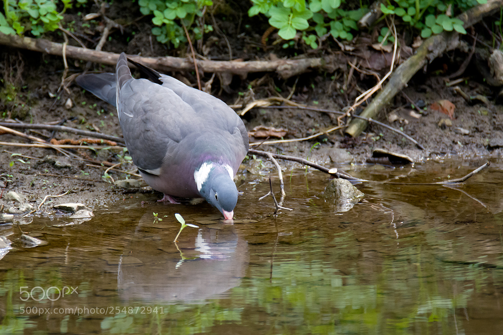Nikon D7100 sample photo. "thirsty" photography