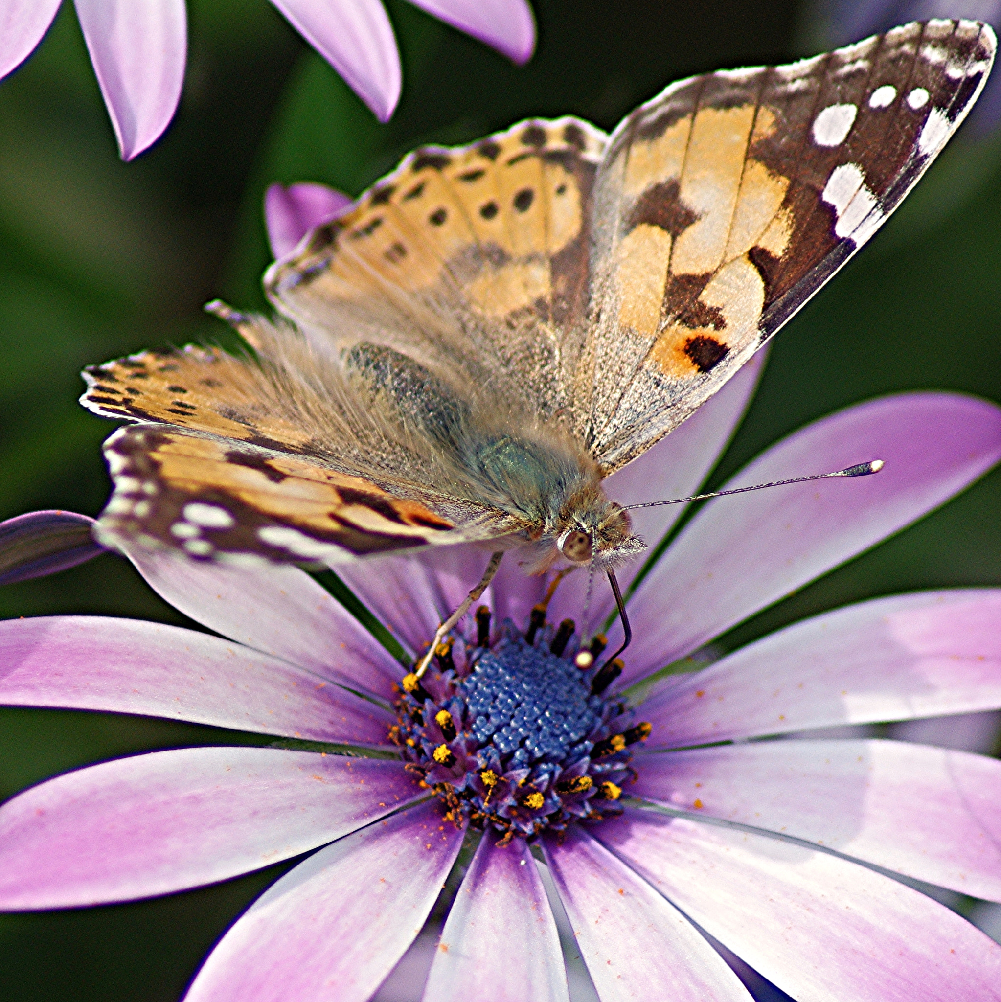 Tamron AF 70-300mm F4-5.6 LD Macro 1:2 sample photo. Butterfly photography