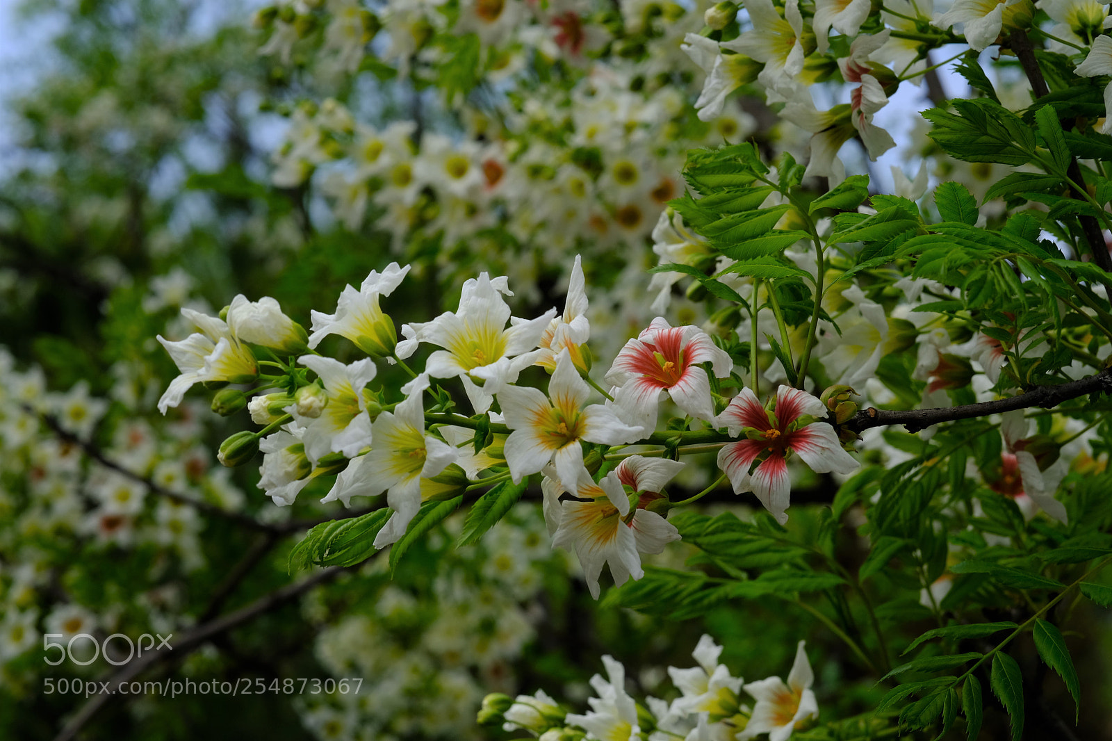 Fujifilm X-T2 sample photo. Spring flower photography