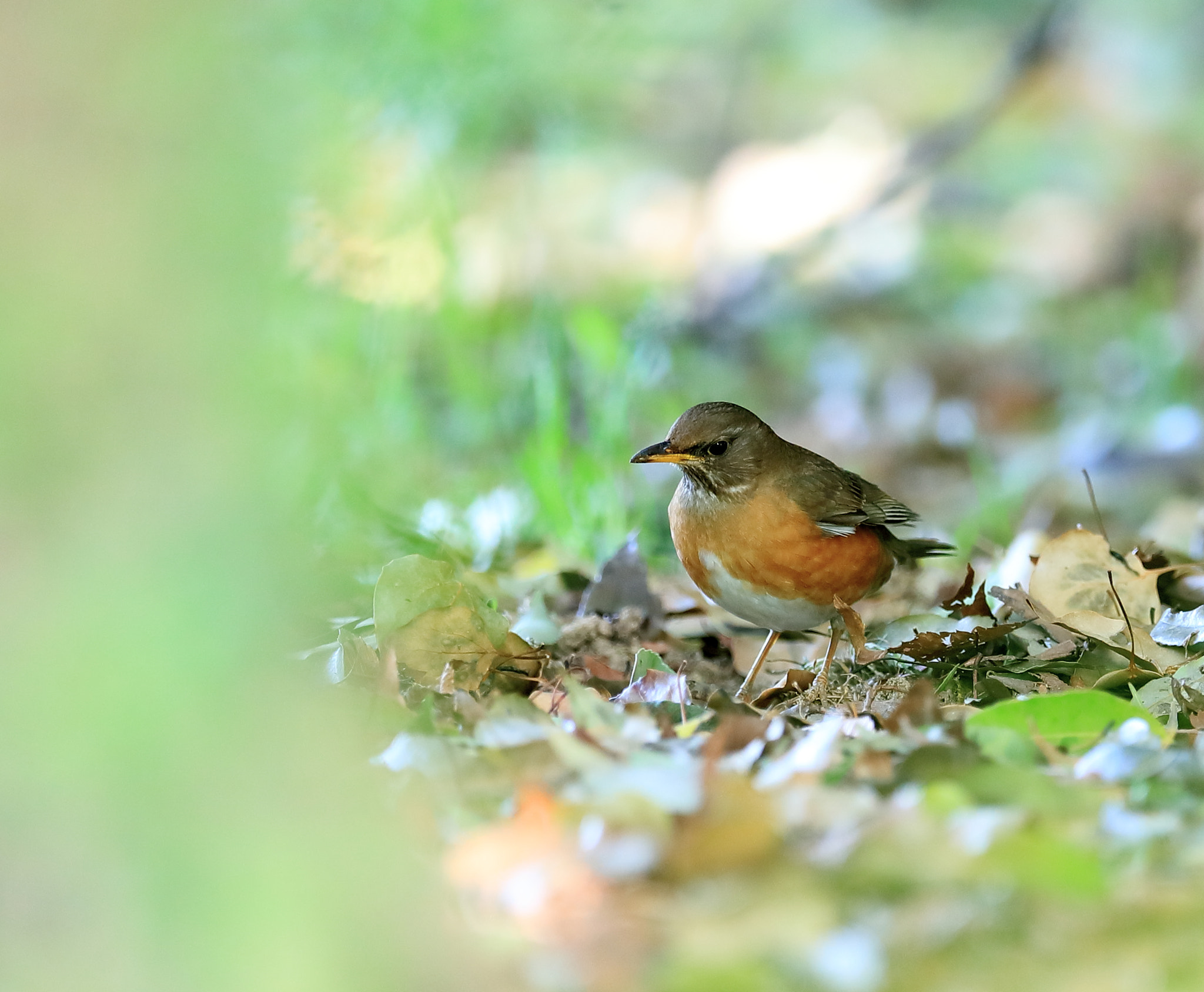 Canon EF 400mm F2.8L IS II USM sample photo. アカハラ　brown-headed thrush photography