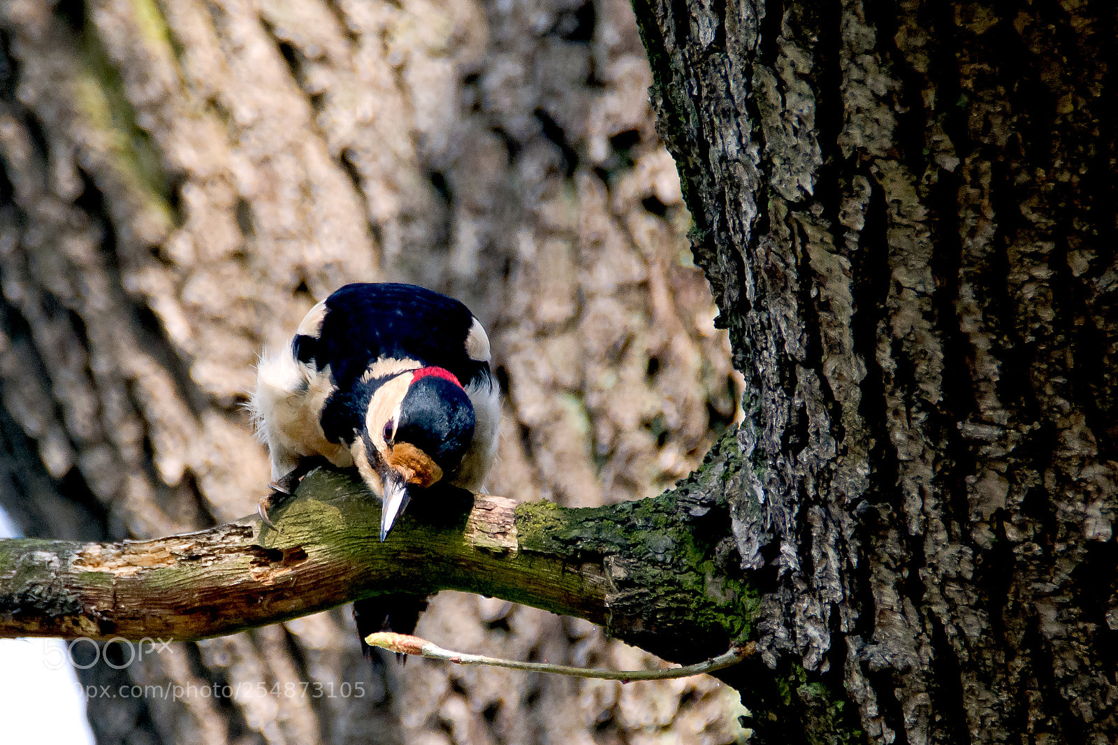 Nikon D7100 sample photo. Great spotted woodpecker dendrocopos photography