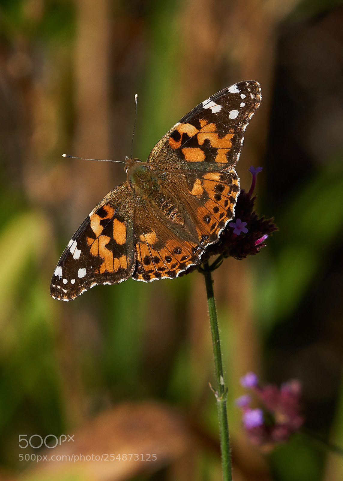 Sony a6000 sample photo. Painted lady photography