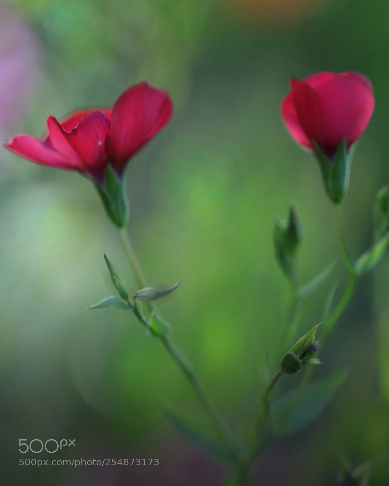 Canon EOS 80D sample photo. A photography