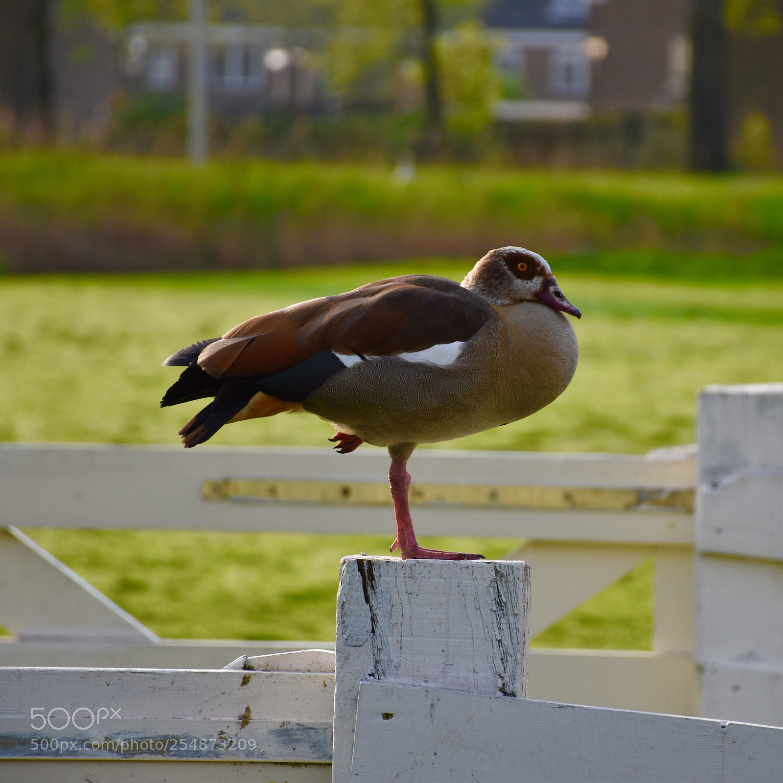 Nikon D5600 sample photo. Egyptian duck photography