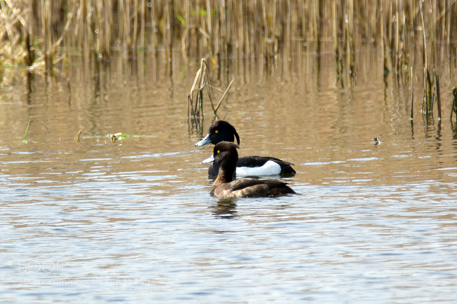 Nikon D7100 sample photo. Tufted duck (aythya fuligula) photography