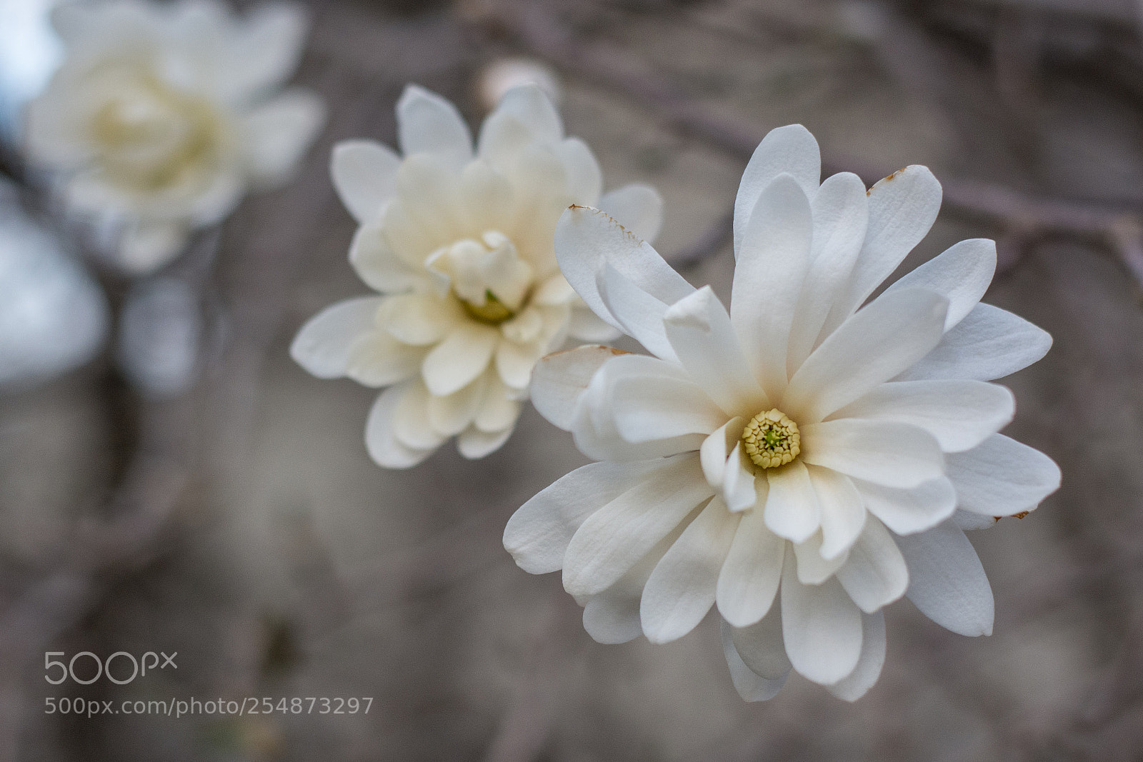 Nikon D7100 sample photo. Spring has arrived photography
