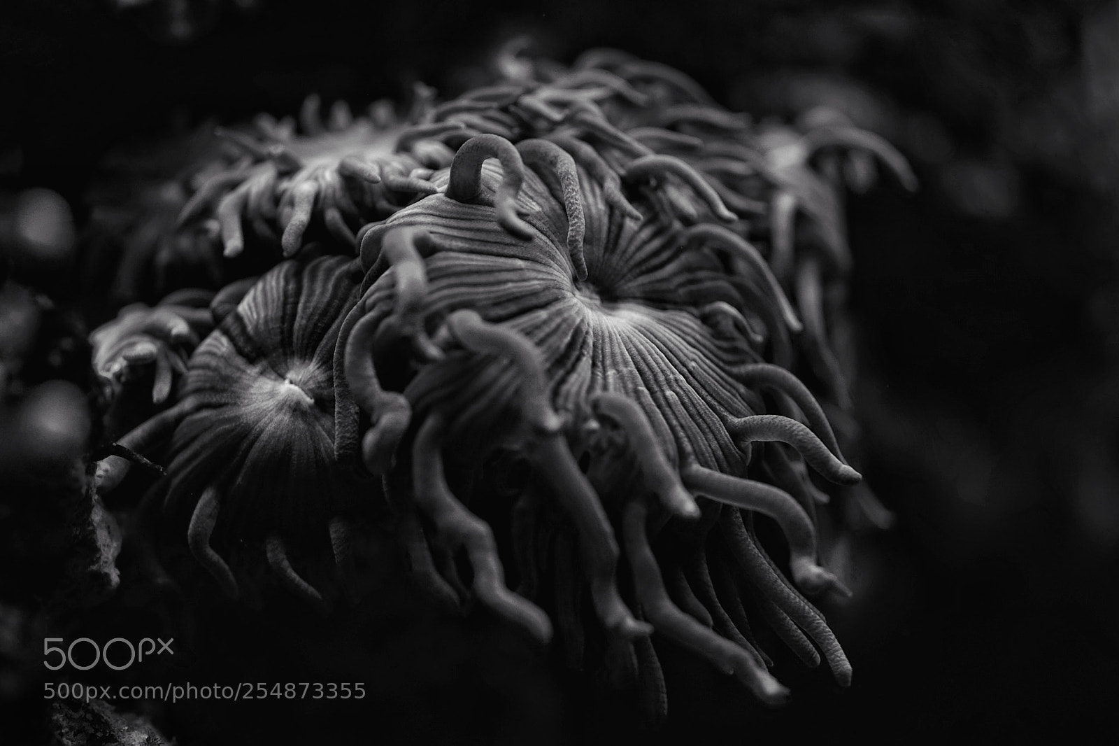 Sony a7 II sample photo. Tentacles photography