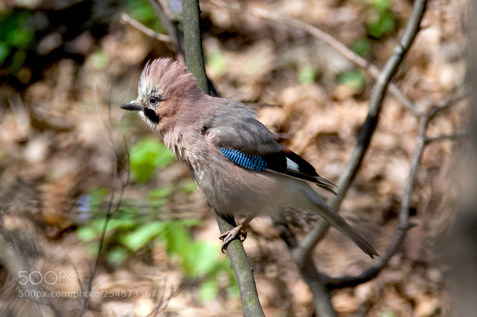 Nikon D7100 sample photo. Eurasian jay (garrulus glandarius) photography