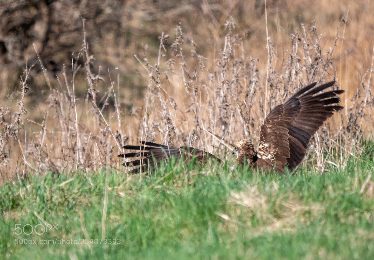 Panasonic Lumix DMC-GX85 (Lumix DMC-GX80 / Lumix DMC-GX7 Mark II) sample photo. Circus aeruginosus mating photography