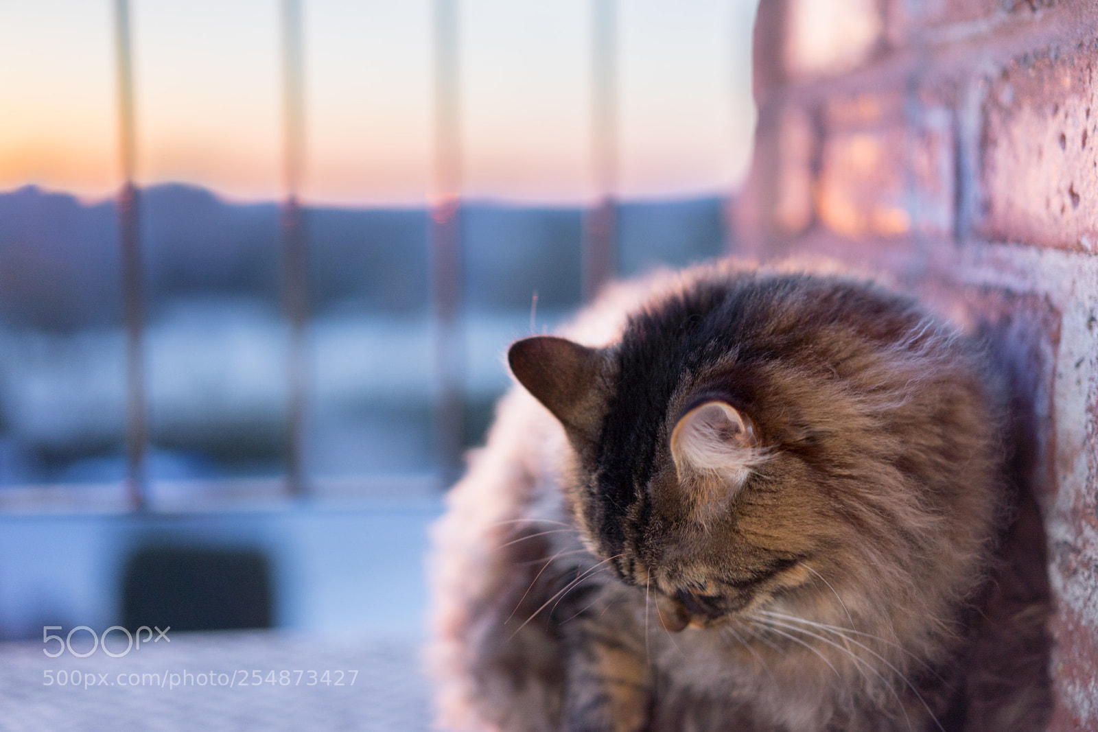 Sony a7 II sample photo. The thinking cat! photography