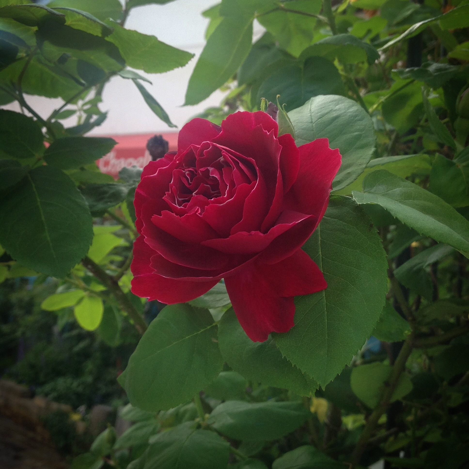 Apple iPad sample photo. Rose rouge en floraison  photography