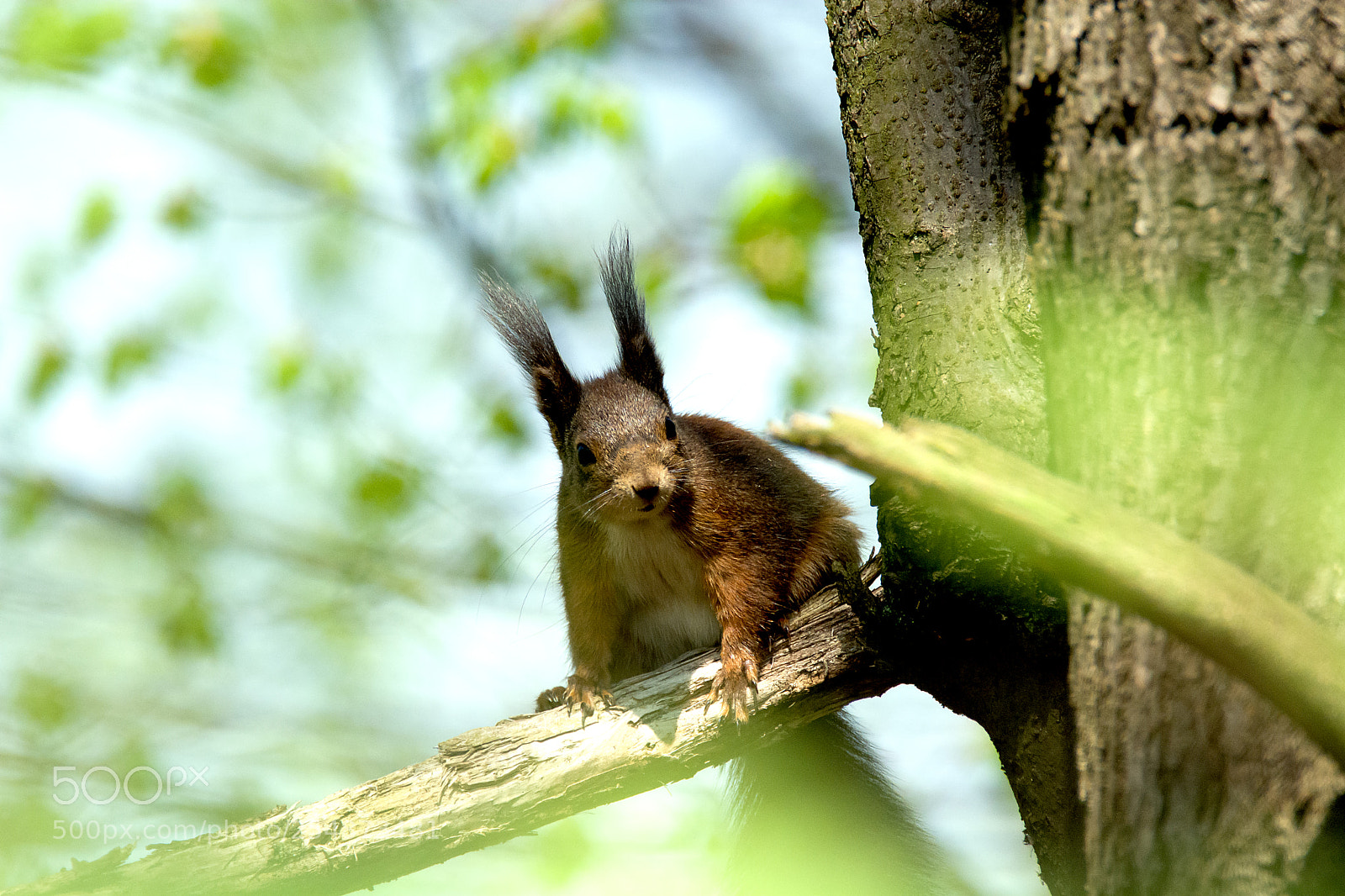 Nikon D7100 sample photo. Red squirrel (sciurus vulgaris) photography