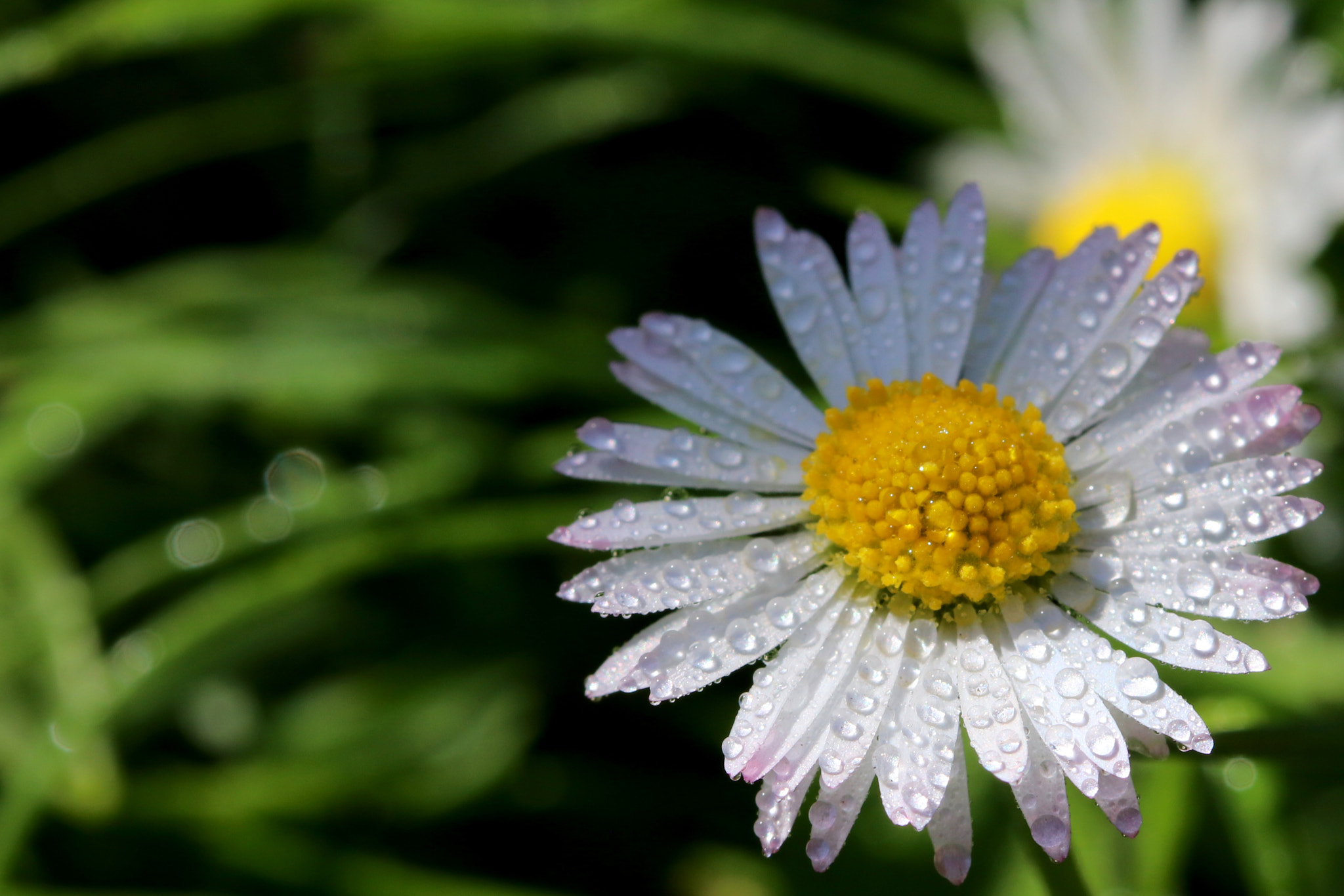 Canon EF 100mm F2.8 Macro USM sample photo
