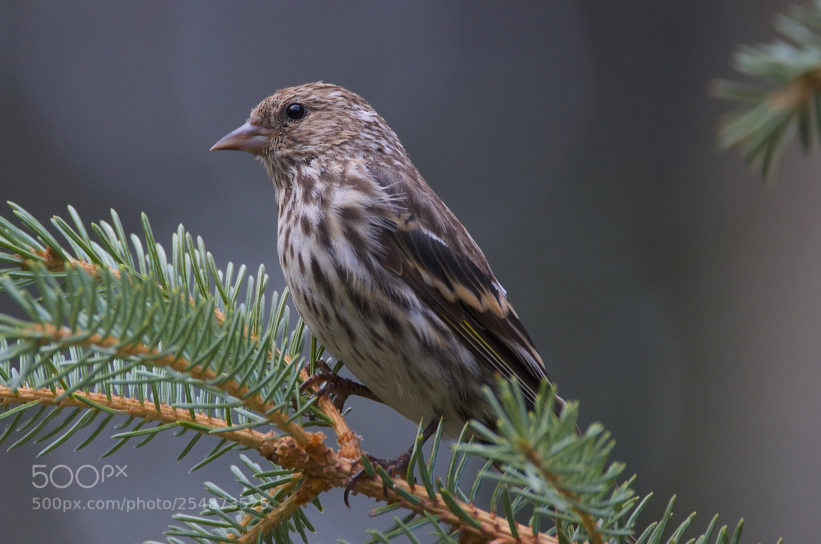 Nikon D7000 sample photo. Pine siskin photography
