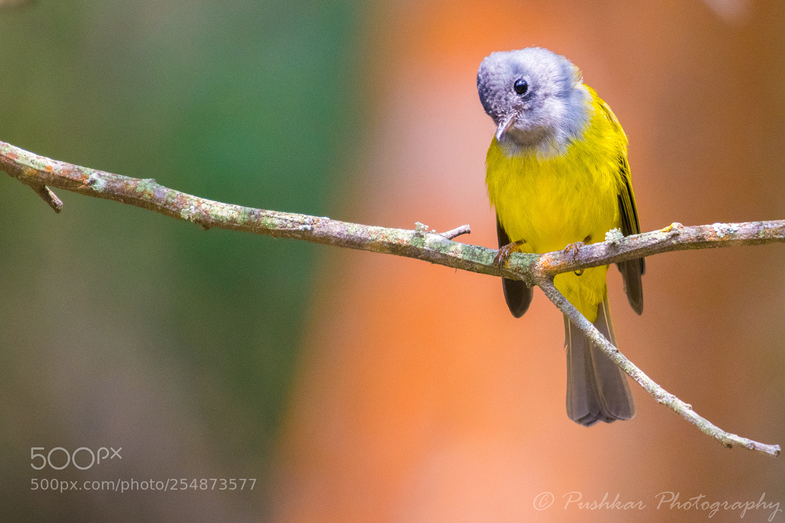 Nikon D5300 sample photo. Grey-headed canary-flycatcher photography