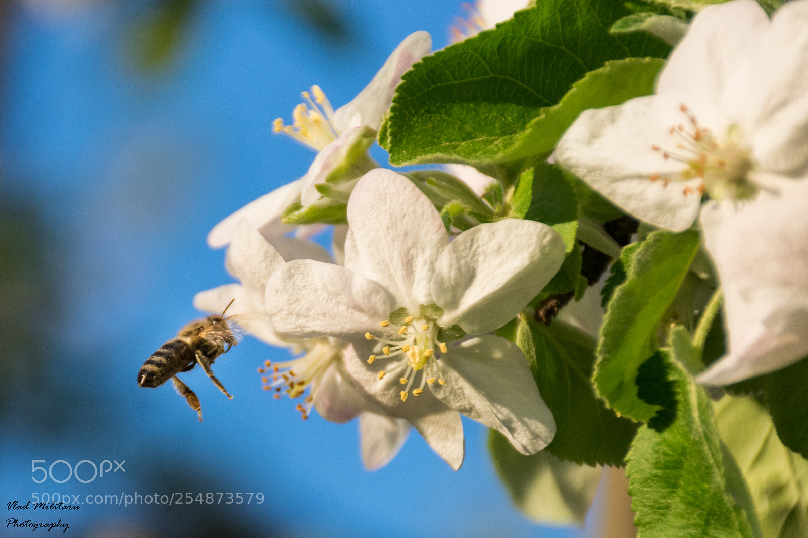 Nikon D5300 sample photo. Bee at work photography