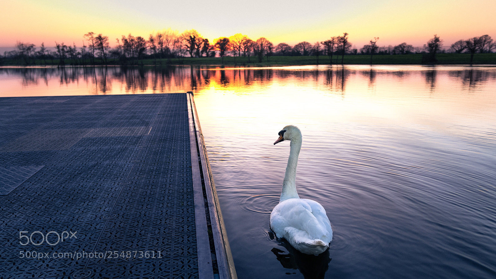Canon EOS 70D sample photo. Swan by the pontoon photography
