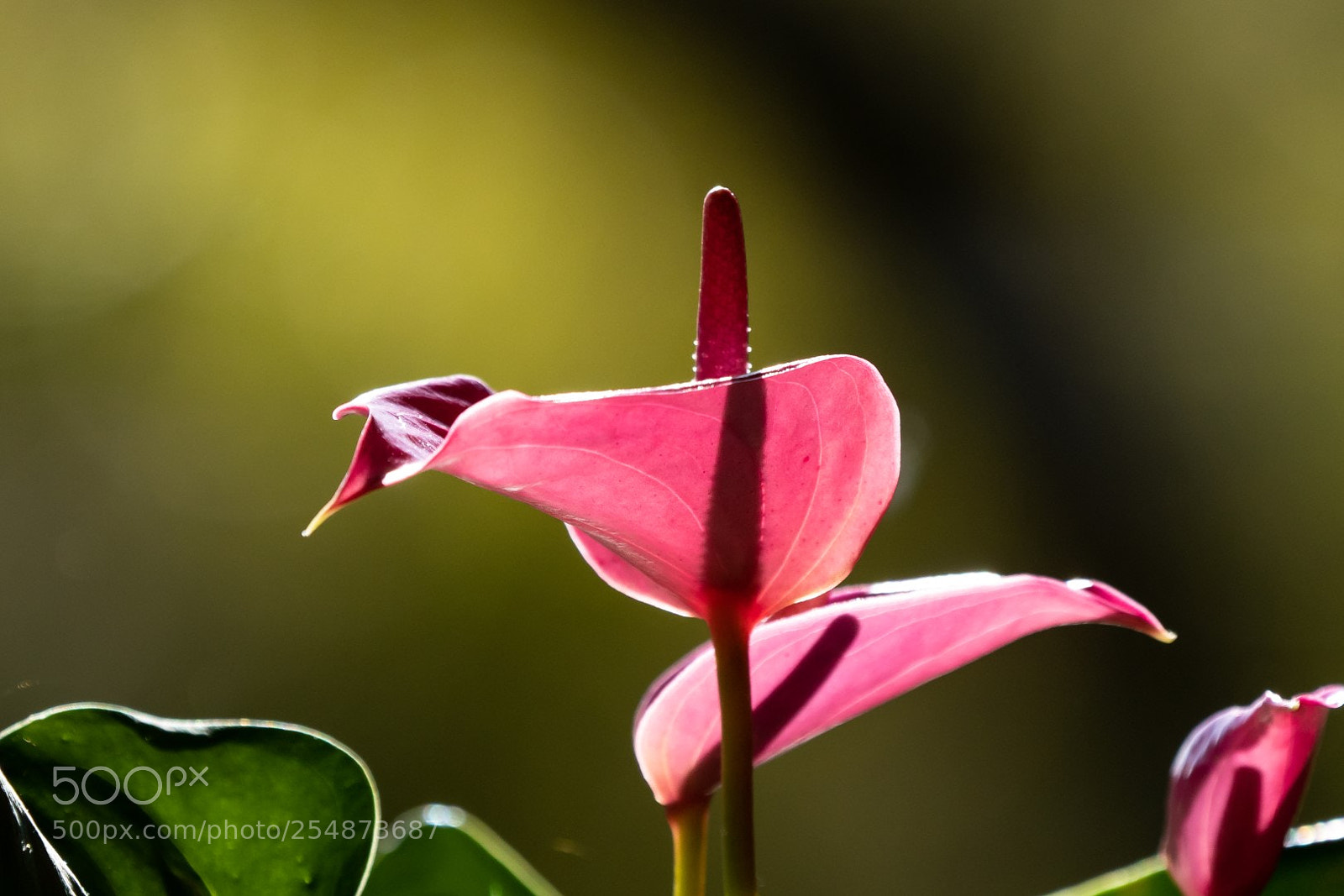 Panasonic Lumix DMC-GX85 (Lumix DMC-GX80 / Lumix DMC-GX7 Mark II) sample photo. Tight photography