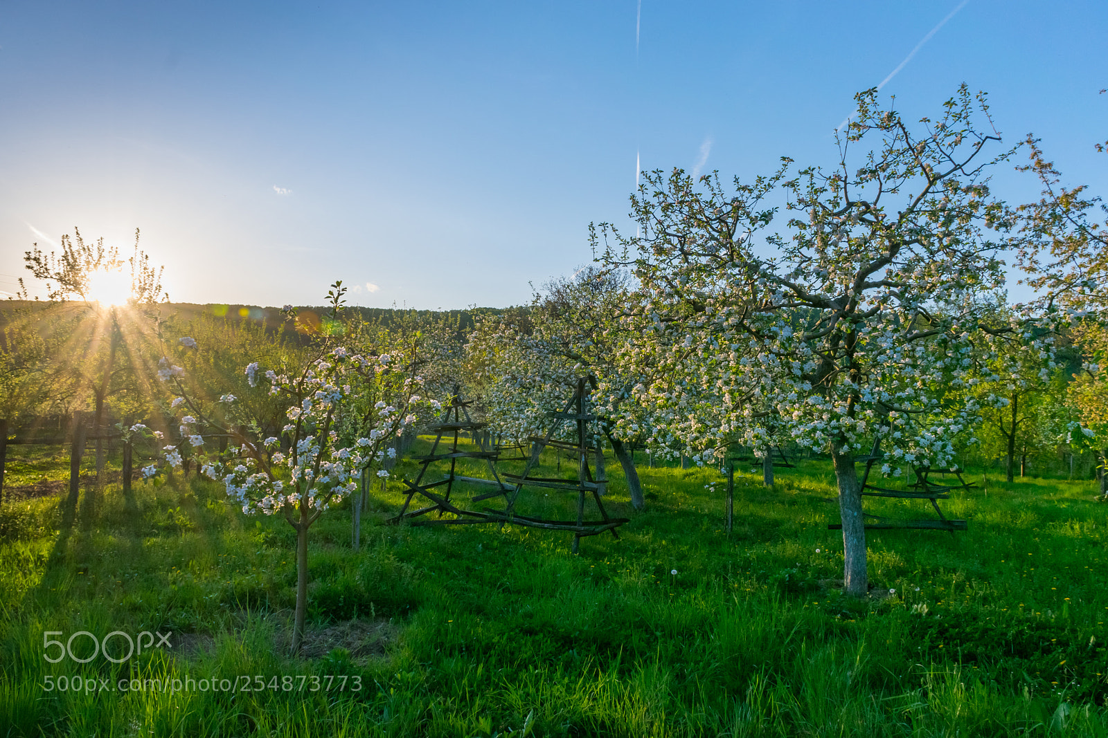 Nikon D5300 sample photo. Spring in my garden. photography
