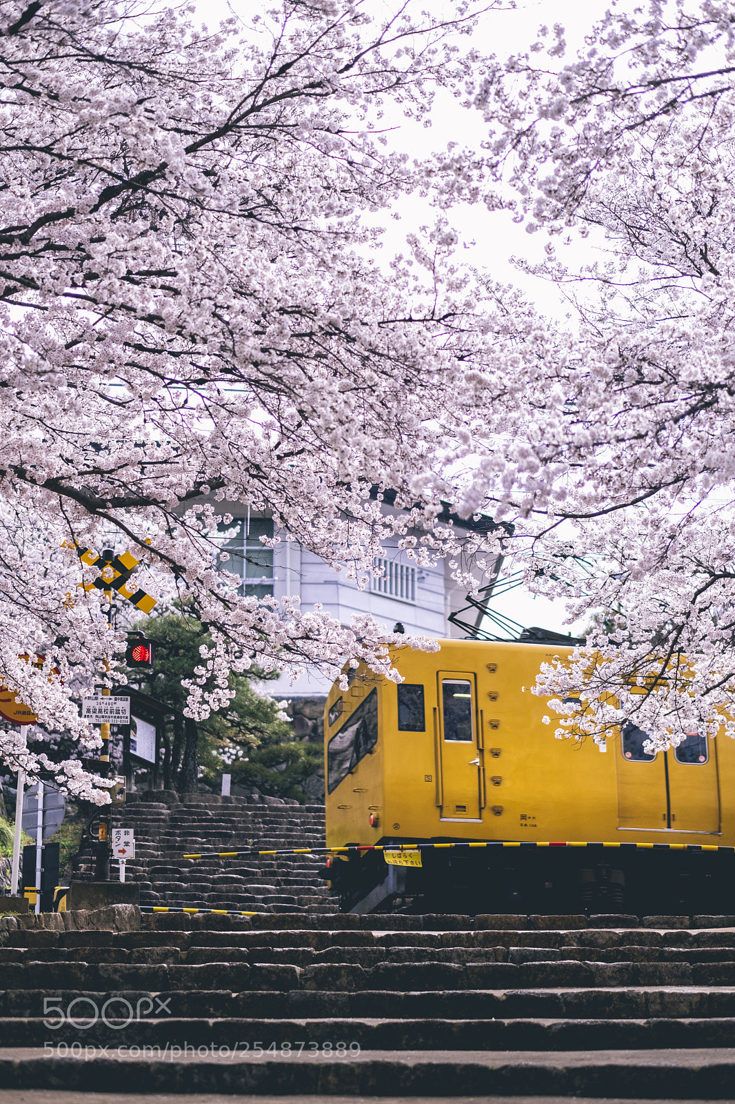 Fujifilm X-H1 sample photo. Sakura photography