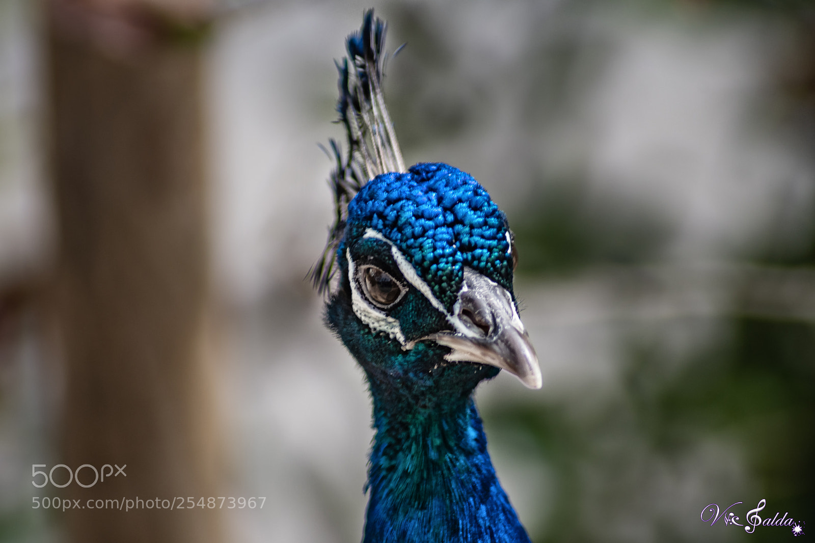 Nikon D7500 sample photo. Pavo real zoom photography