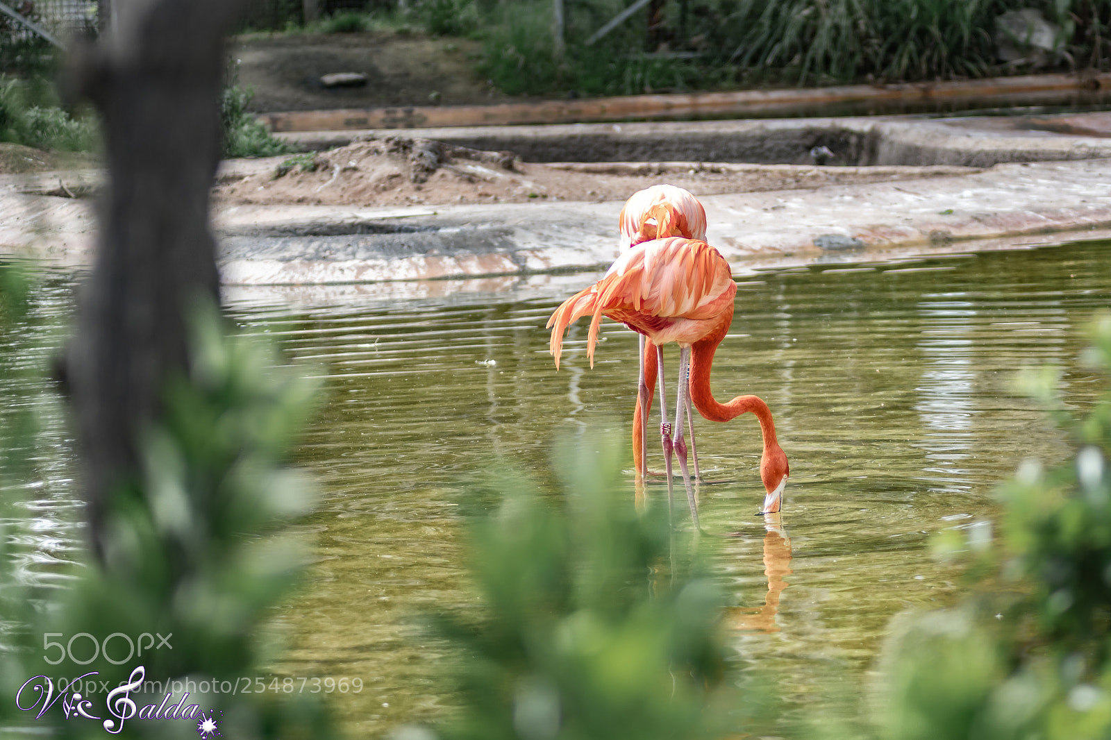 Nikon D7500 sample photo. Flamenquitos photography