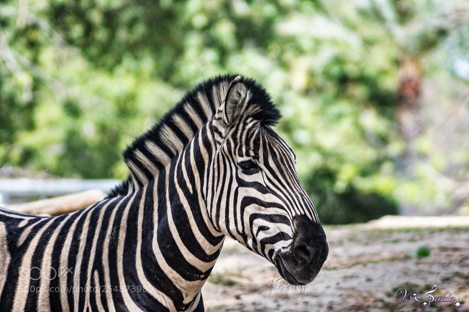 Nikon D7500 sample photo. Zebra photography