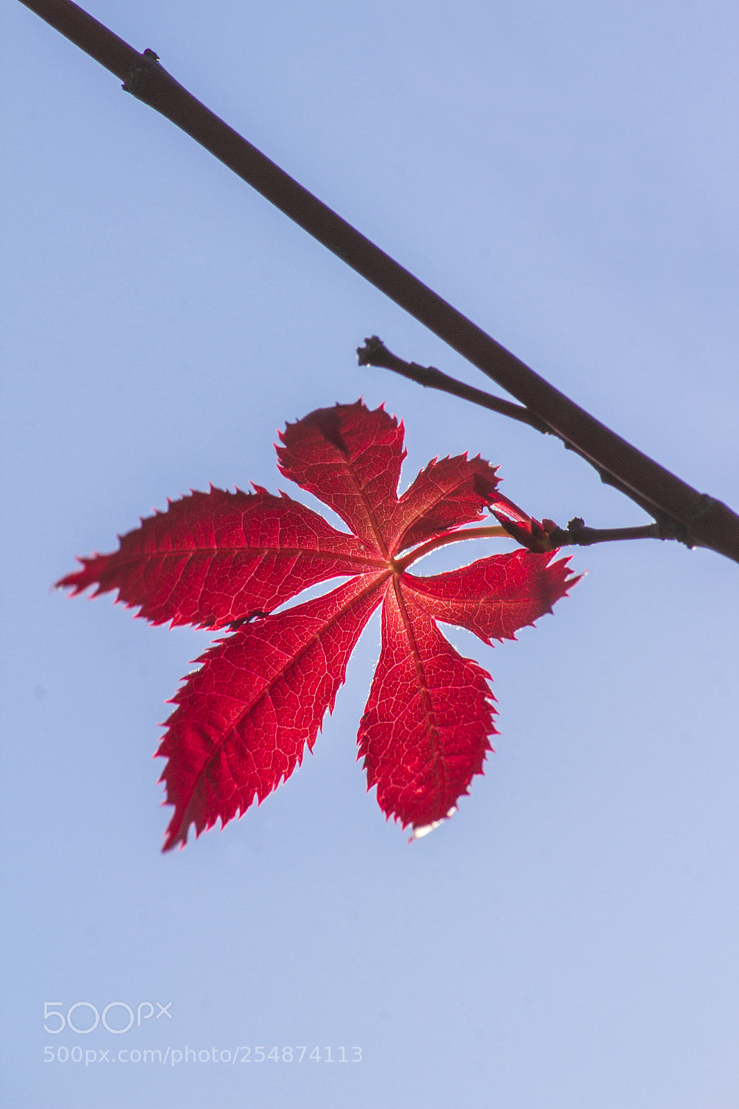 Canon EOS 600D (Rebel EOS T3i / EOS Kiss X5) sample photo. Red maple 2 photography