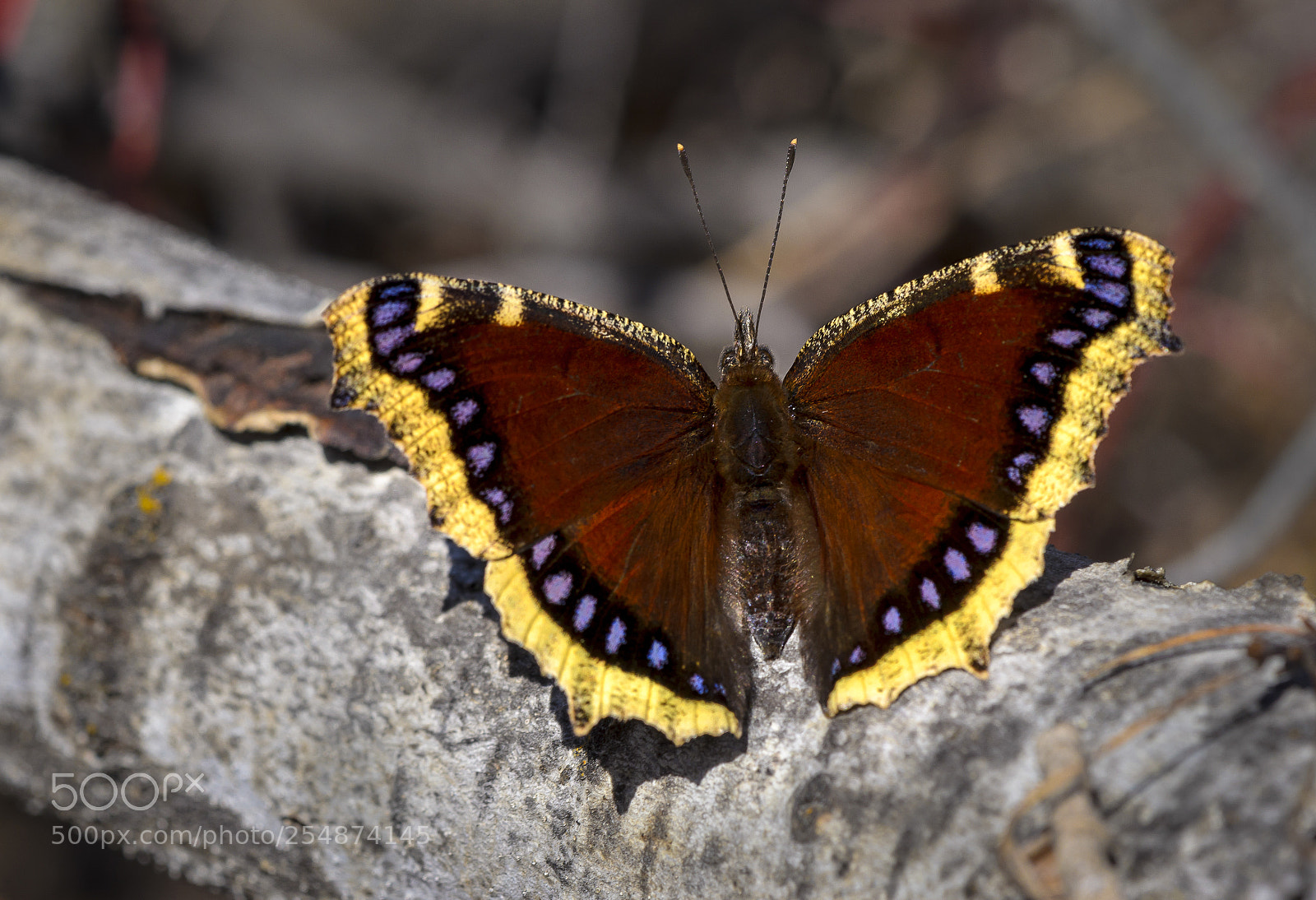 Nikon D7000 sample photo. Mourning cloak photography