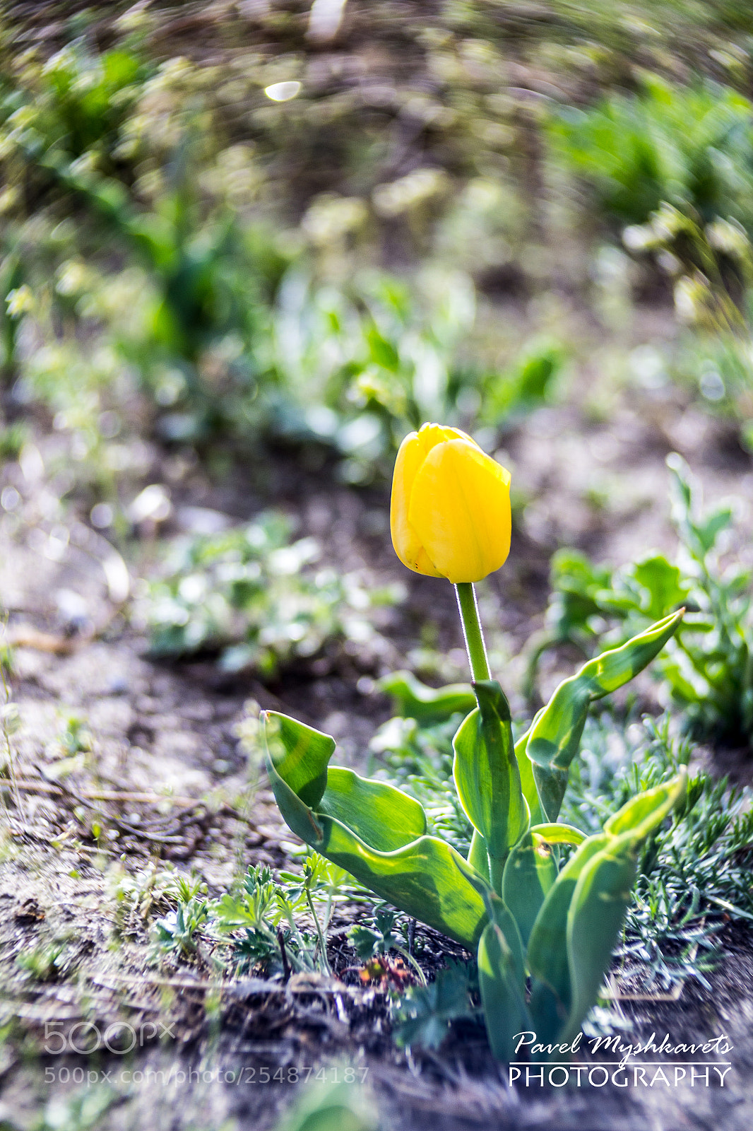 Canon EOS 1200D (EOS Rebel T5 / EOS Kiss X70 / EOS Hi) sample photo. Tulip and grass photography
