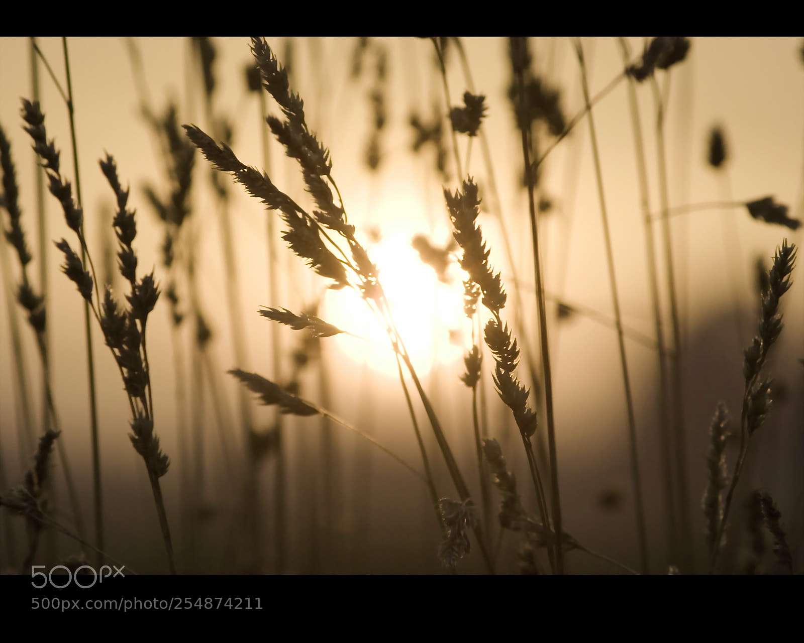 Sony Alpha DSLR-A100 sample photo. Meadow i photography