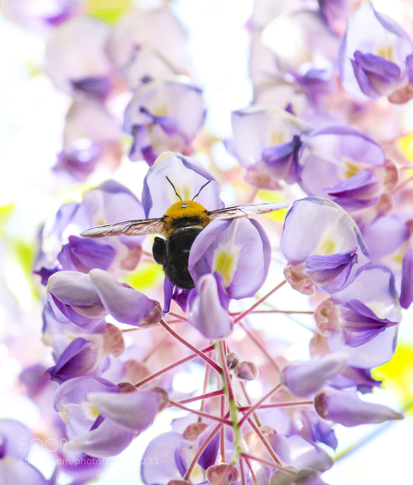 Canon EOS 600D (Rebel EOS T3i / EOS Kiss X5) sample photo. Bee in the wistaria photography