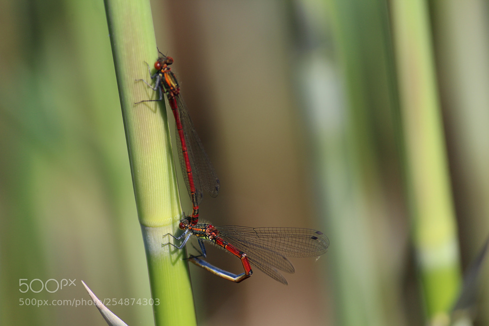 Canon EF-S 55-250mm F4-5.6 IS II sample photo. A colourful pair photography