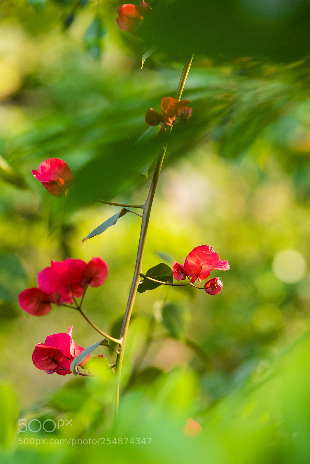 Nikon D810 sample photo. Flower photography