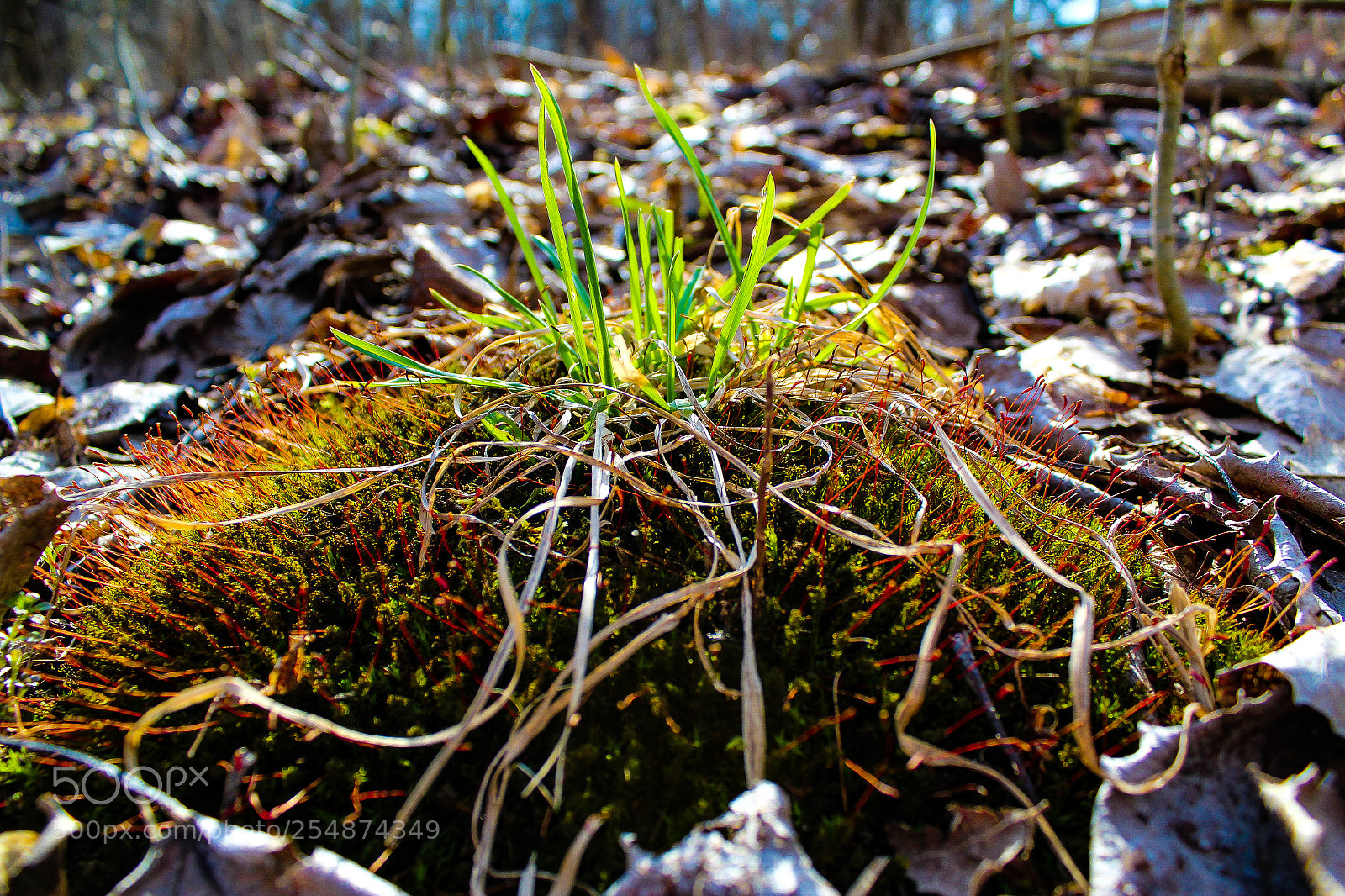 Canon EOS 1300D (EOS Rebel T6 / EOS Kiss X80) sample photo. Forest moss photography