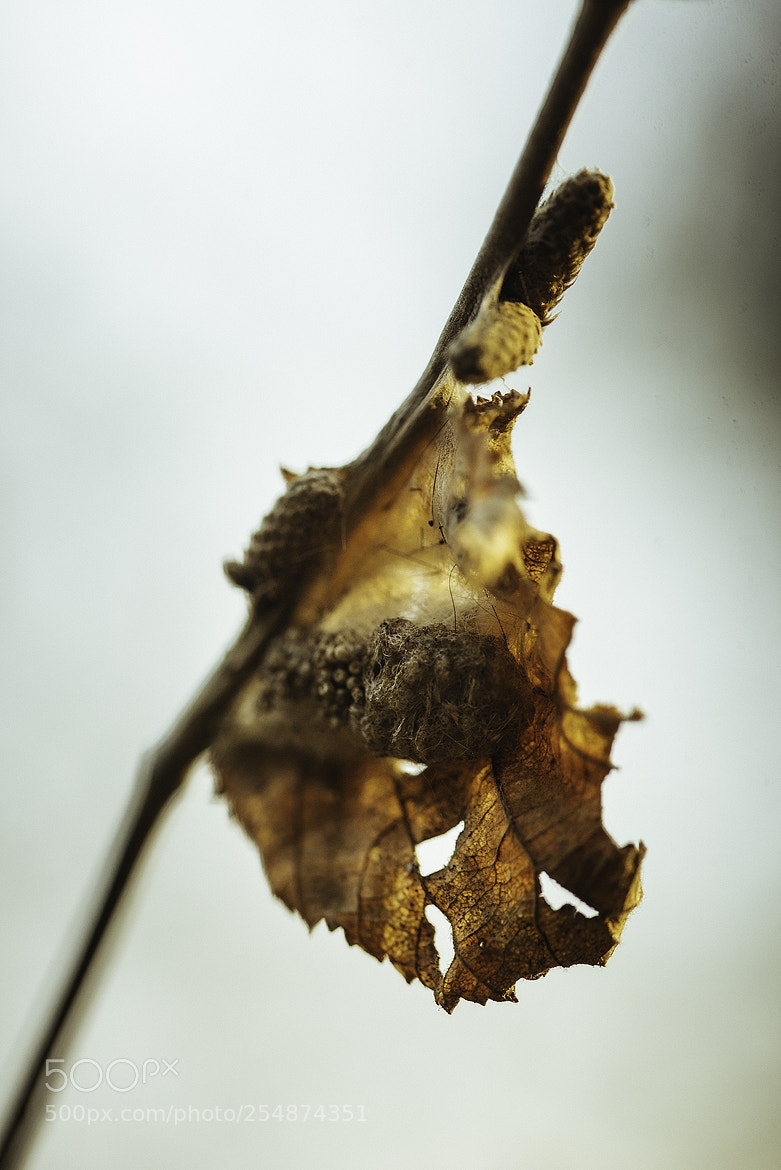 Nikon D600 sample photo. 180423 photography
