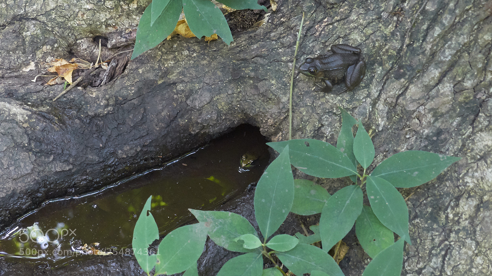 Panasonic Lumix DMC-FZ200 sample photo. Puddle photography