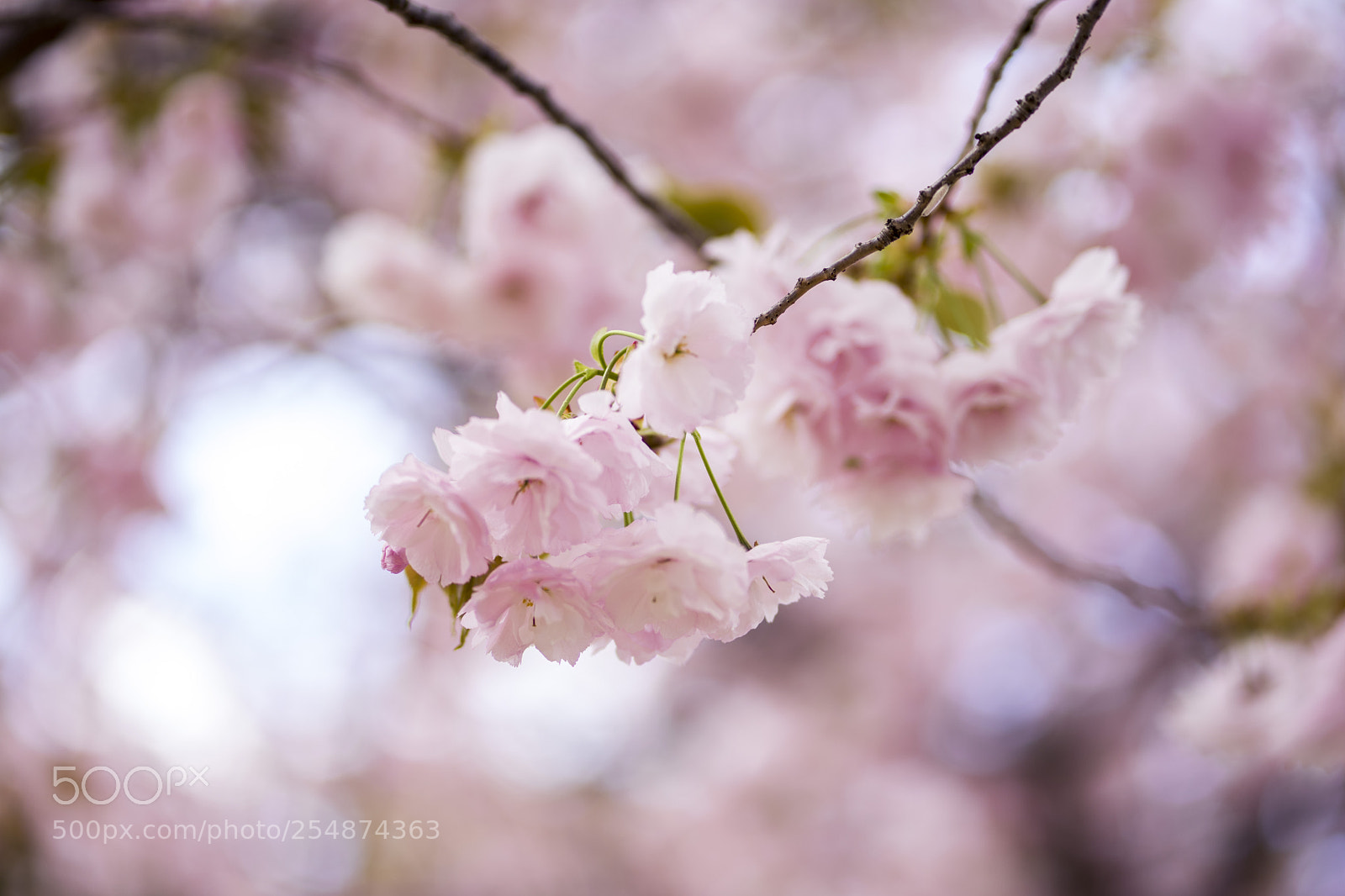 Sony a7 II sample photo. Sakura photography